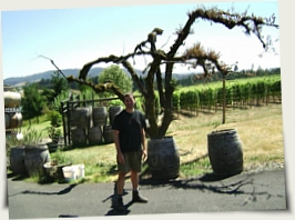 Oregon Vineyard
